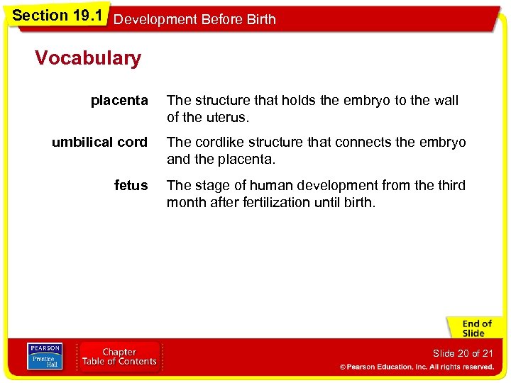 Section 19. 1 Development Before Birth Vocabulary placenta The structure that holds the embryo