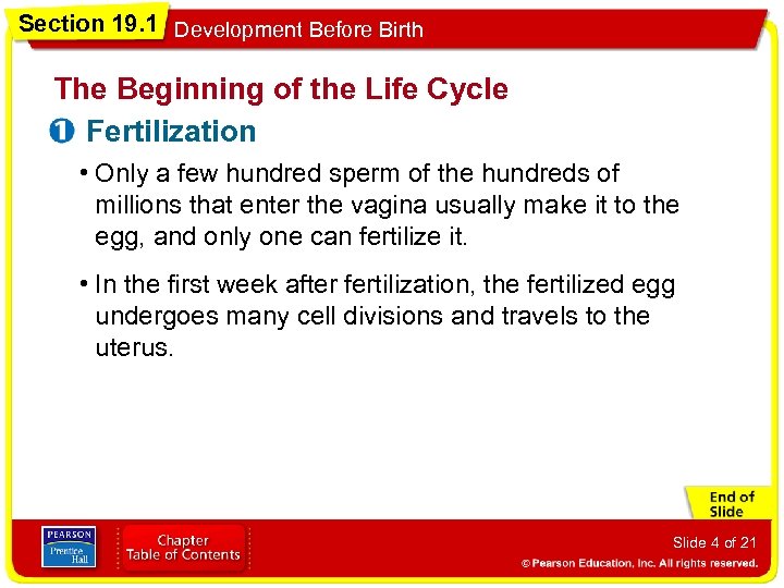 Section 19. 1 Development Before Birth The Beginning of the Life Cycle Fertilization •