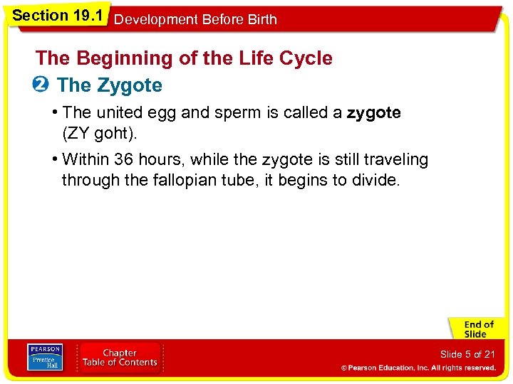 Section 19. 1 Development Before Birth The Beginning of the Life Cycle The Zygote