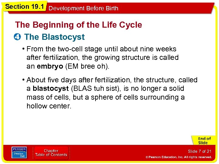 Section 19. 1 Development Before Birth The Beginning of the Life Cycle The Blastocyst