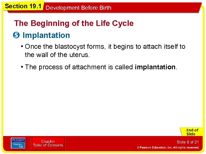 Section 19. 1 Development Before Birth The Beginning of the Life Cycle Implantation •