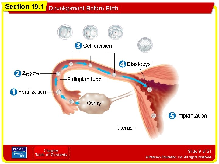 Section 19. 1 Development Before Birth Cell division Blastocyst Zygote Fallopian tube Fertilization Ovary