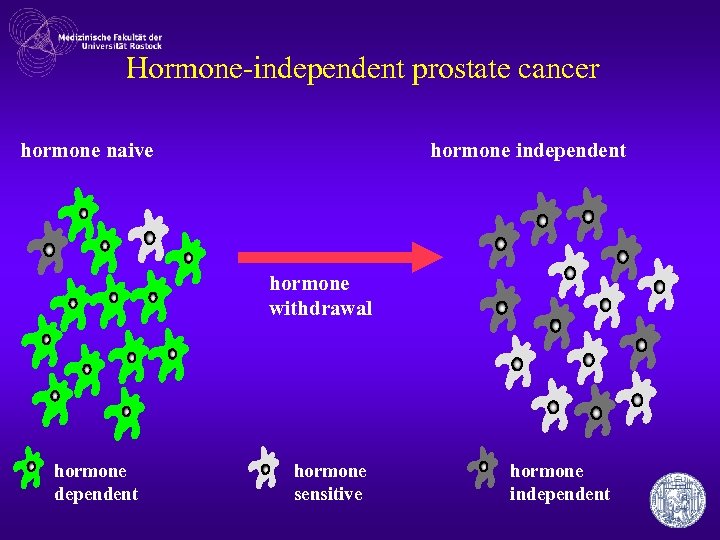 Hormone-independent prostate cancer hormone independent hormone naive hormone withdrawal hormone dependent hormone sensitive hormone