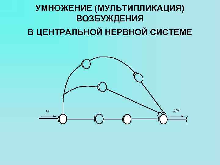 УМНОЖЕНИЕ (МУЛЬТИПЛИКАЦИЯ) ВОЗБУЖДЕНИЯ В ЦЕНТРАЛЬНОЙ НЕРВНОЙ СИСТЕМЕ ///// 