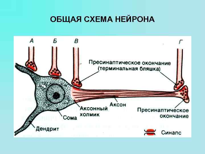 Укпсл нейрон схема