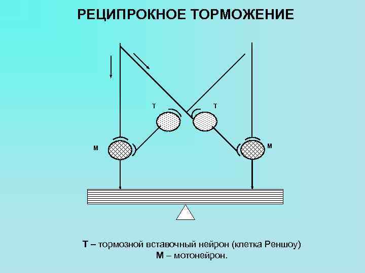 РЕЦИПРОКНОЕ ТОРМОЖЕНИЕ T M Т – тормозной вставочный нейрон (клетка Реншоу) М – мотонейрон.