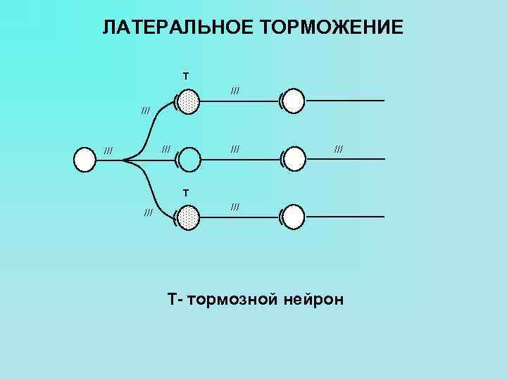 ЛАТЕРАЛЬНОЕ ТОРМОЖЕНИЕ T /// /// /// T /// Т- тормозной нейрон 