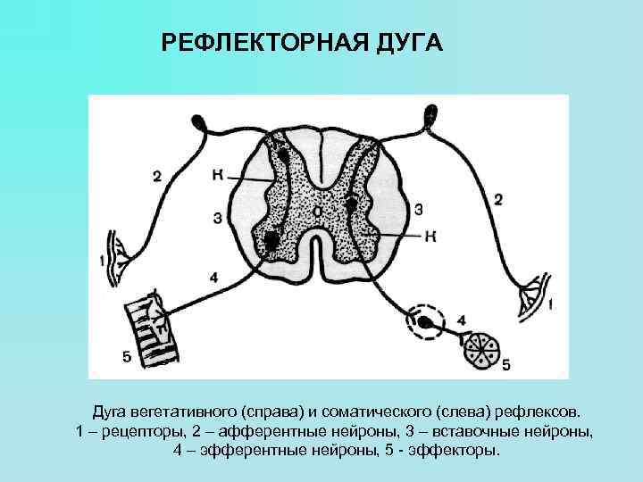 Соматическая рефлекторная дуга