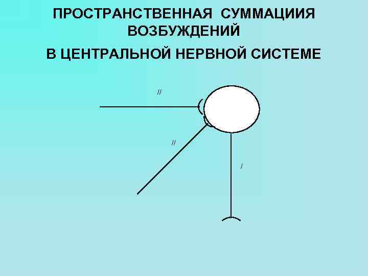 ПРОСТРАНСТВЕННАЯ СУММАЦИИЯ ВОЗБУЖДЕНИЙ В ЦЕНТРАЛЬНОЙ НЕРВНОЙ СИСТЕМЕ // // / 