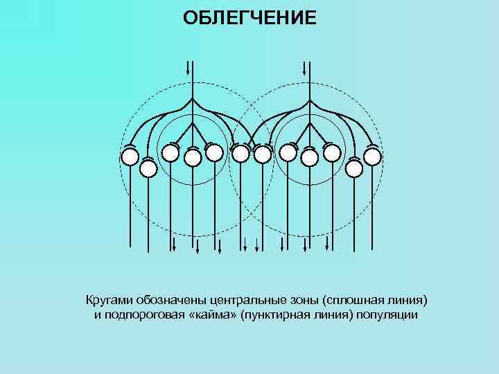 ОБЛЕГЧЕНИЕ Кругами обозначены центральные зоны (сплошная линия) и подпороговая «кайма» (пунктирная линия) популяции 