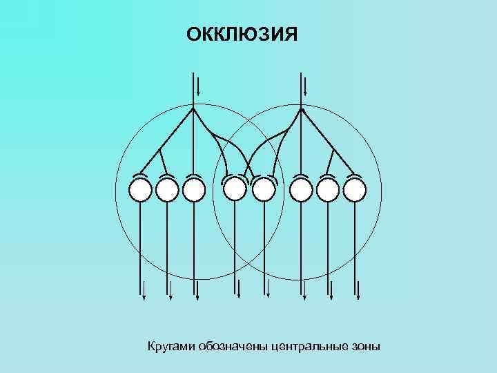 ОККЛЮЗИЯ Кругами обозначены центральные зоны 