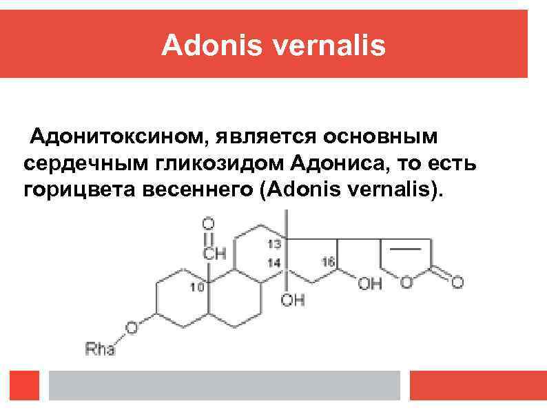 Adonis vernalis Адонитоксином, является основным сердечным гликозидом Адониса, то есть горицвета весеннего (Adonis vernalis).