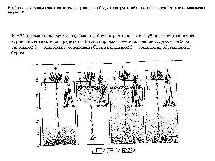 Наибольшее значение для поисков имеют растения, обладающие развитой корневой системой, что отчетливо видно на