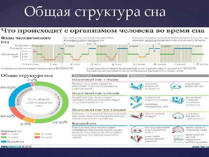 Диаграмма сна. Структура сна. Общая структура сна. Структура сна человека. Нормальная структура сна.