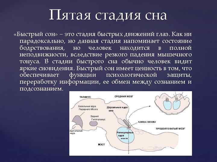 Пятая стадия сна «Быстрый сон» – это стадия быстрых движений глаз. Как ни парадоксально,