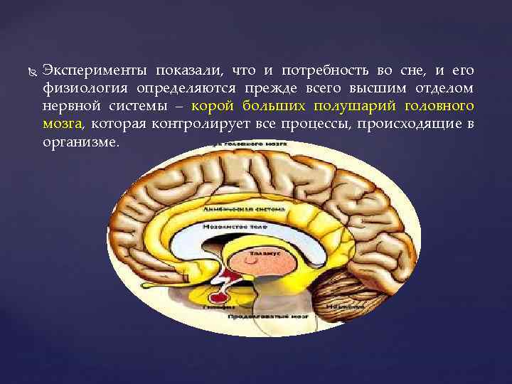  Эксперименты показали, что и потребность во сне, и его физиология определяются прежде всего