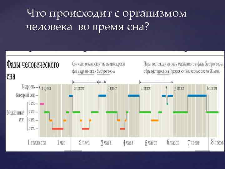 Что происходит с организмом человека во время сна? Нормальный сон состоит из 4 -6