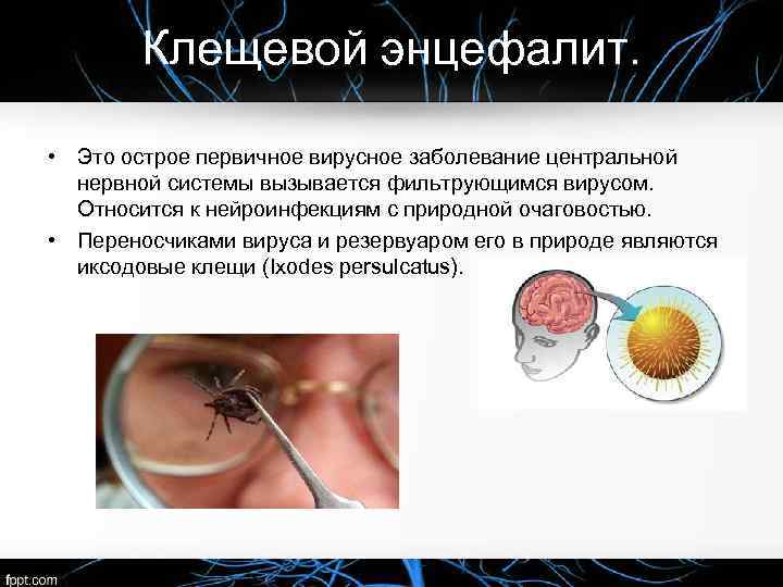 Клещевой энцефалит. • Это острое первичное вирусное заболевание центральной нервной системы вызывается фильтрующимся вирусом.