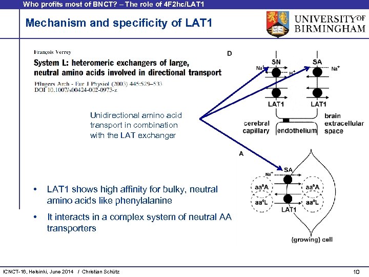 Who profits most of BNCT? – The role of 4 F 2 hc/LAT 1
