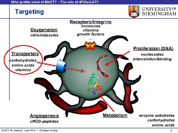 Who profits most of BNCT? – The role of 4 F 2 hc/LAT 1