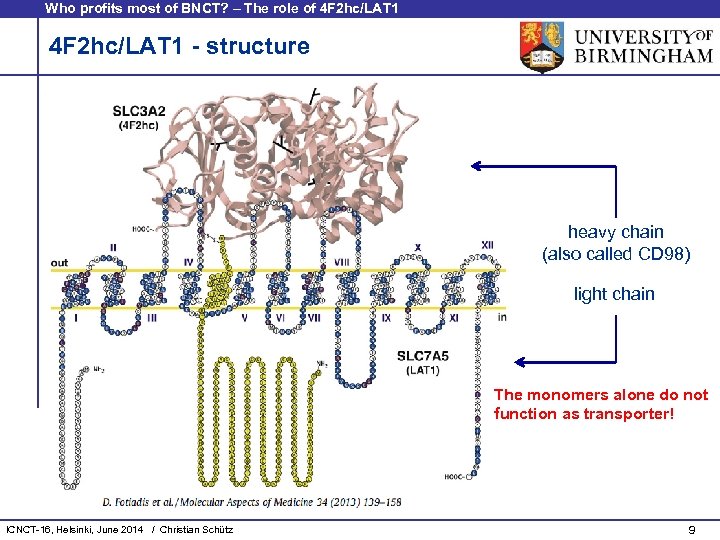 Who profits most of BNCT? – The role of 4 F 2 hc/LAT 1