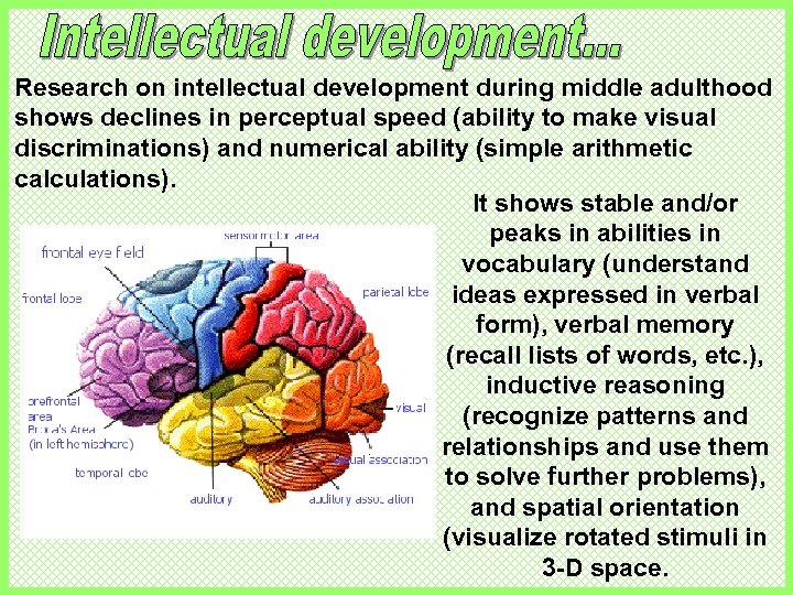 Research on intellectual development during middle adulthood shows declines in perceptual speed (ability to