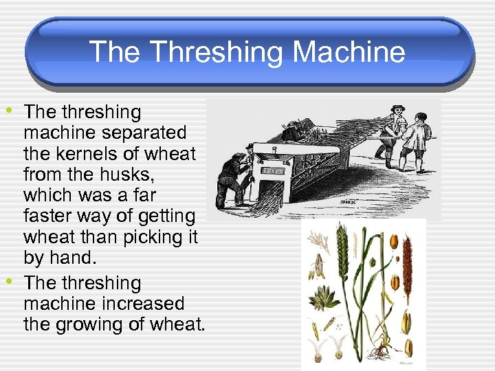 The Threshing Machine • The threshing • machine separated the kernels of wheat from