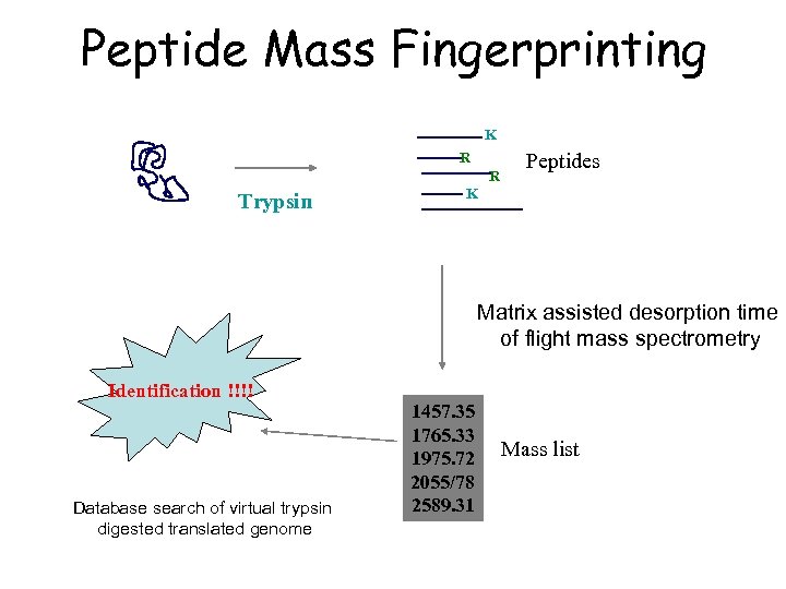 Peptide Mass Fingerprinting K R R Trypsin Peptides K Matrix assisted desorption time of