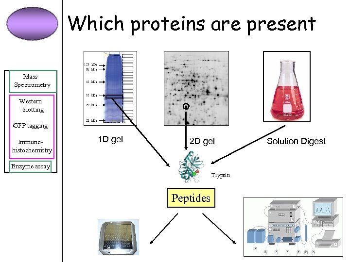 Which proteins are present Mass Spectrometry Western blotting GFP tagging Immunohistochemistry 1 D gel