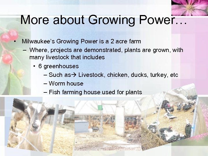 More about Growing Power… • Milwaukee’s Growing Power is a 2 acre farm –