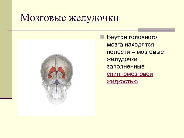 Мозговые желудочки n Внутри головного мозга находятся полости – мозговые желудочки, заполненные спинномозговой жидкостью.