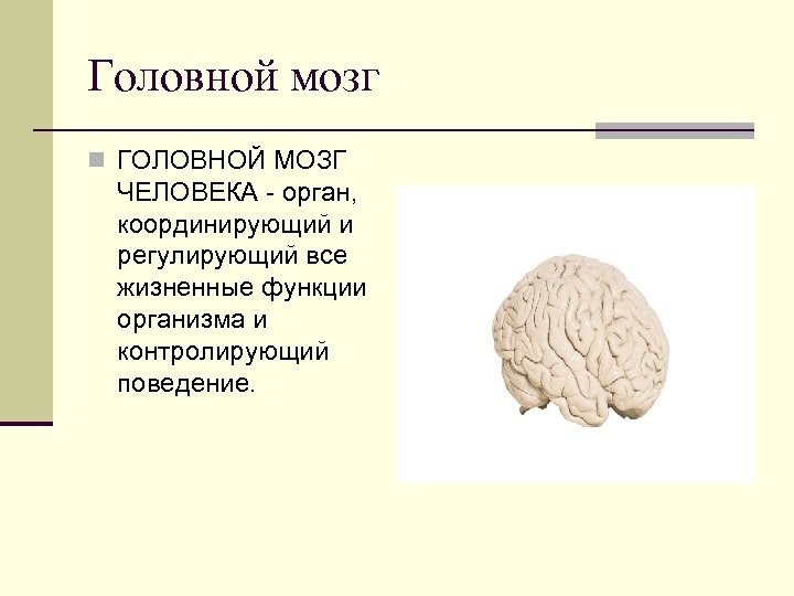 Головной мозг n ГОЛОВНОЙ МОЗГ ЧЕЛОВЕКА - орган, координирующий и регулирующий все жизненные функции