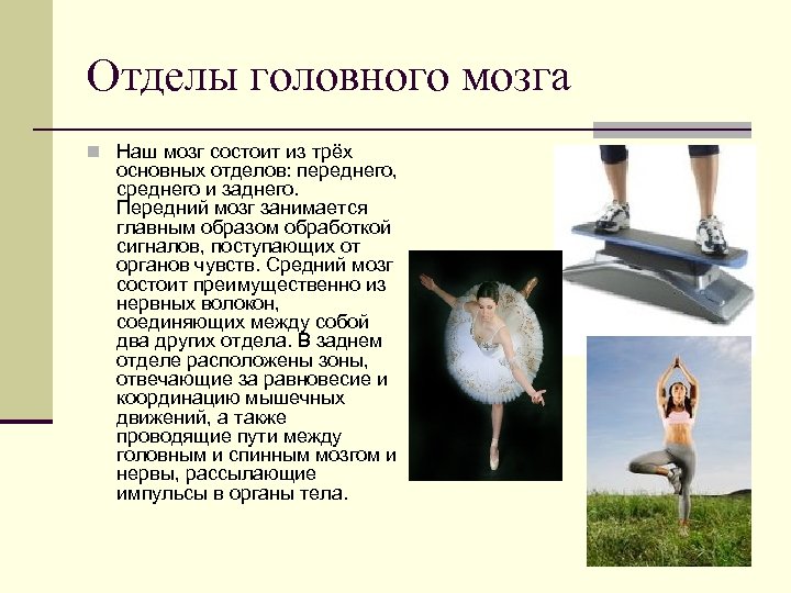 Отделы головного мозга n Наш мозг состоит из трёх основных отделов: переднего, среднего и