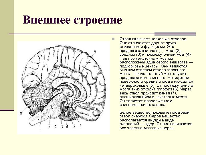 Серый мозг латынь. Промежуточный мозг схема. Промежуточный мозг внешнее строение. Промежуточный мозг структуры белого вещества. Промежуточный мозг серое и белое вещество.