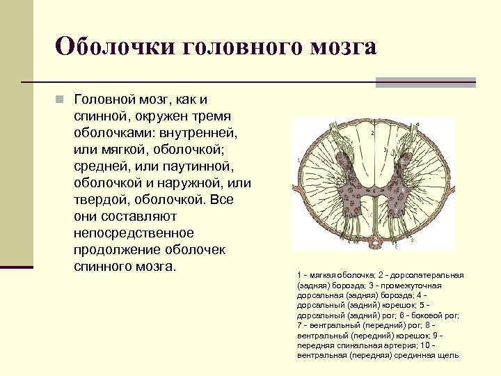 Головной мозг имеет оболочки. Головной мозг защищен 3 оболочками. Головной мозг окружен тремя оболочками:. Спинной и головной мозг окружены тремя оболочками. Спинной мозг защищён оболочками:.