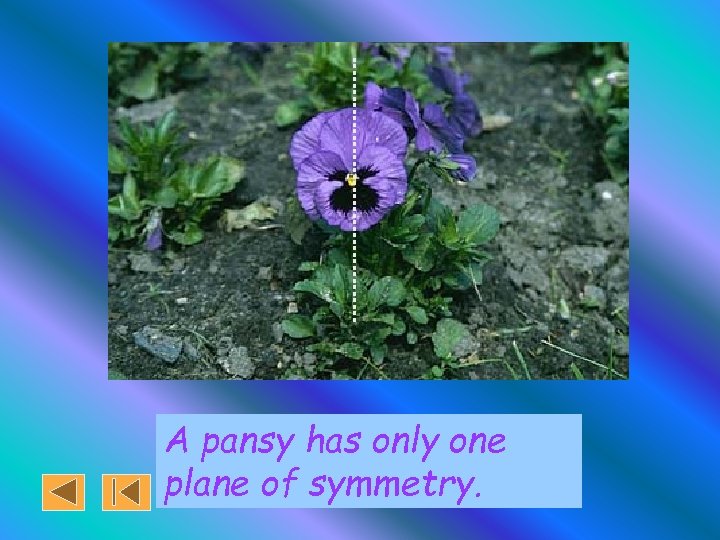 A pansy has only one plane of symmetry. 