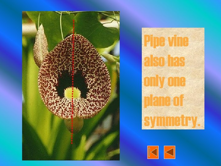 Pipe vine also has only one plane of symmetry. 