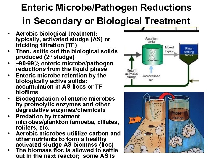 Enteric Microbe/Pathogen Reductions in Secondary or Biological Treatment • Aerobic biological treatment: typically, activated