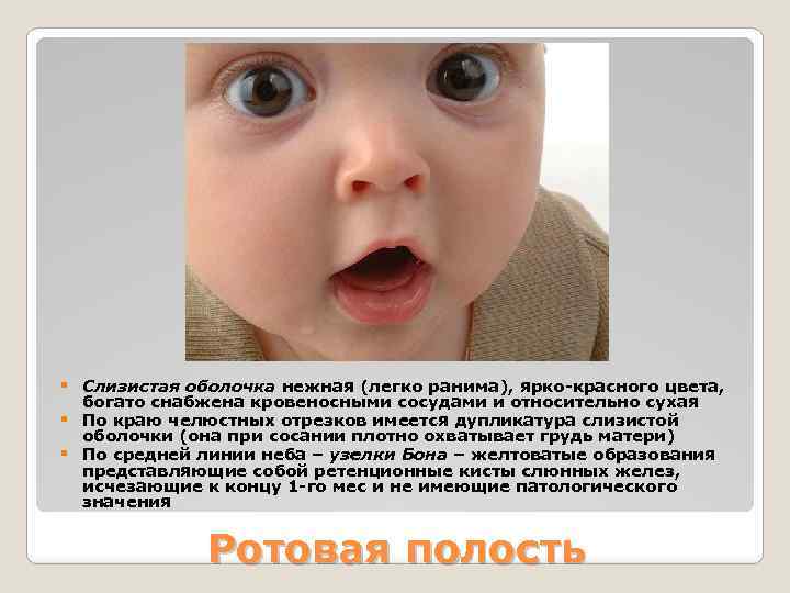 § Слизистая оболочка нежная (легко ранима), ярко-красного цвета, § § богато снабжена кровеносными сосудами