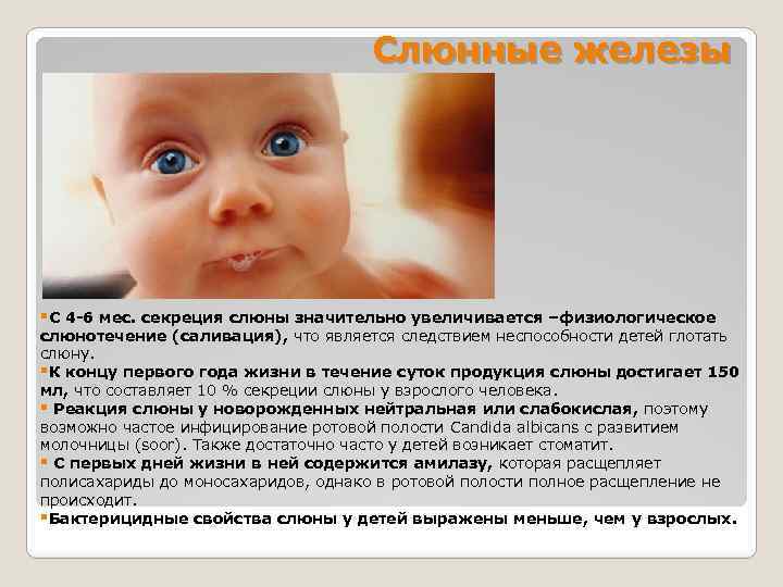 Слюнные железы §С 4 -6 мес. секреция слюны значительно увеличивается –физиологическое слюнотечение (саливация), что
