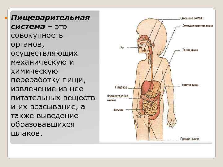 Пищеварение взрослых. Анатомия для детей пищеварительная система. Пищеварительная система. Возрастная анатомия. Функции пищеварительной системы у детей. Особенность пищеварительной системы Ре.