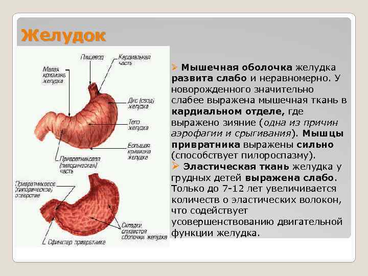 Слизистая желудка вырабатывает. Строение желудка привратник. Тканевое строение желудка. Мышечная оболочка желудка.
