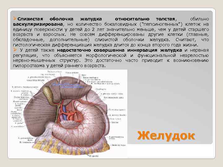 ØСлизистая оболочка желудка относительно толстая, обильно васкуляризирована, но количество бокаловидных ("пепсиногенных") клеток на единицу