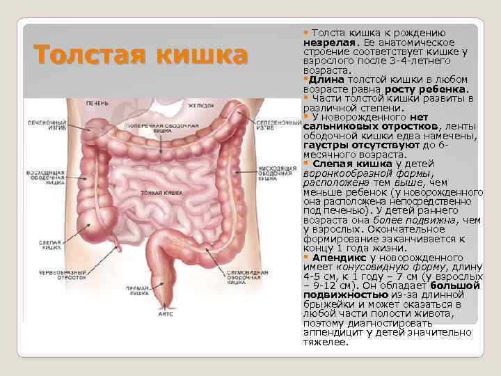 Какие железы в толстой кишке