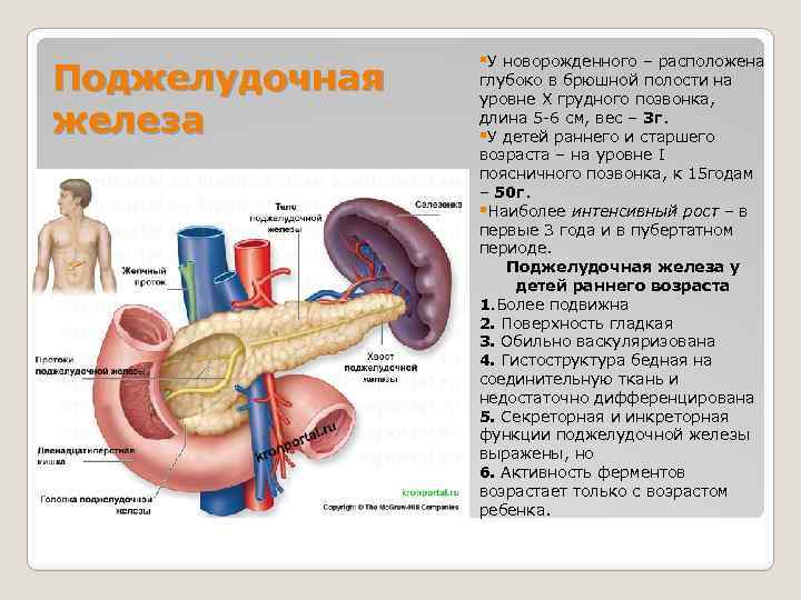 Поджелудочная у ребенка. Загиб поджелудочной железы. Поджелудочная железа новорожденного. Поджелудочная железа строение у ребенка.