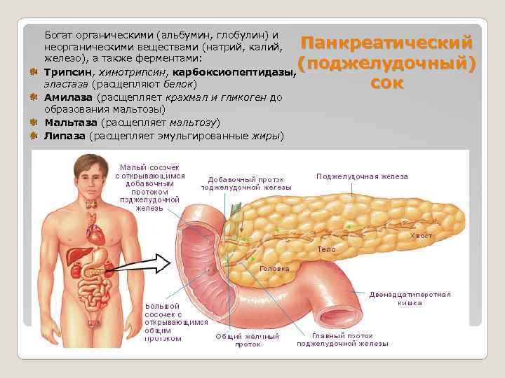 Богат органическими (альбумин, глобулин) и неорганическими веществами (натрий, калий, железо), а также ферментами: Трипсин,