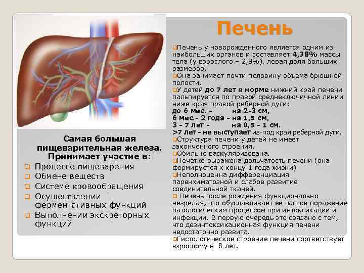 Увеличена печень у новорожденного. Увеличенная печень у детей норма. Размеры печени у ребенка 6 лет.