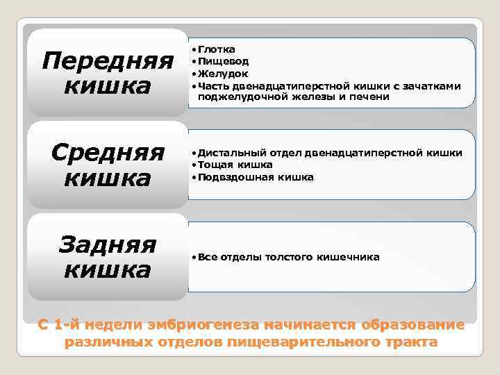 Передняя кишка • Глотка • Пищевод • Желудок • Часть двенадцатиперстной кишки с зачатками