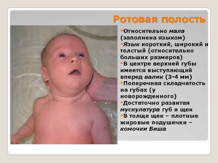 Ротовая полость §Относительно мала (заполнена языком) §Язык короткий, широкий и толстый (относительно больших размеров)