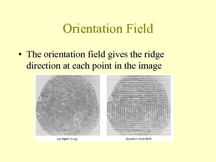 Orientation Field • The orientation field gives the ridge direction at each point in